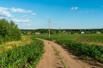A dirt road in a field with wheat in the summer against the background of clouds. Outdoor...