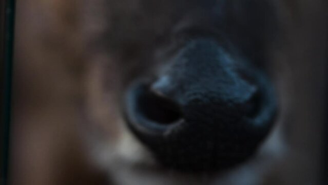 Close up view of reeves muntjac nose sniffing, slow motion