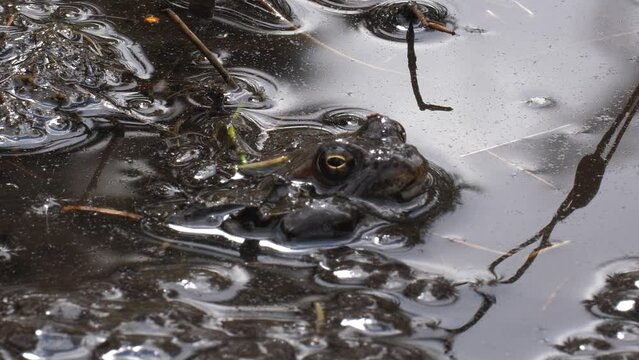 Close up view of frog hiding in muddy puddle, static