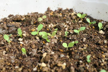 緑の双葉の新芽と成長