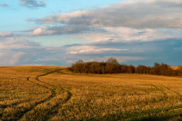 Traces of a tractor in a field with wheat. A beautiful agricultural field with strips from working agricultural machinery. Agribusiness and eco friendly in an ecologically clean place.