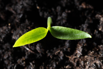 A small sprout of bell pepper sprouts in the ground.