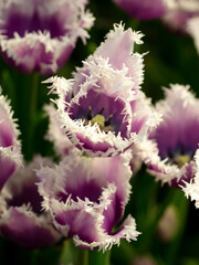 Obraz premium Beautiful purple tulip flower in nature.