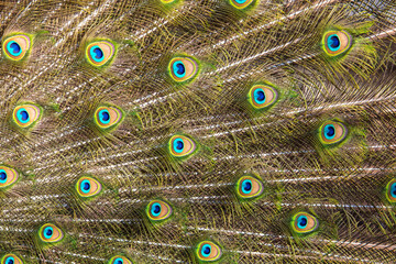 Obraz premium Multicolored peacock feathers as a background.