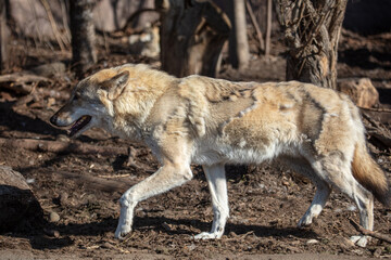 Naklejka na ściany i meble Wolf in the park in early spring.