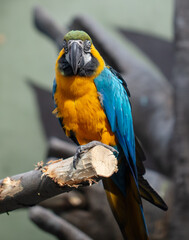 Portrait of a parrot bird