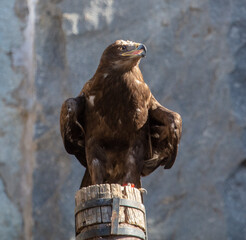 Fototapeta premium Portrait of an eagle in a park