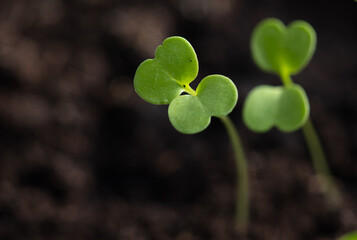 Small green sprouts of seedlings in the ground
