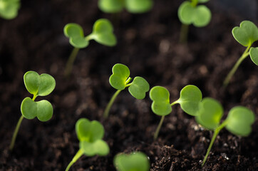 Small green sprouts of seedlings in the ground