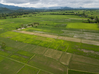 Aerial view of rice paddy field in Chiang Rai province of Thailand. Thailand has a strong tradition of rice production.