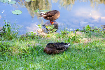 wild ducks walking in the park