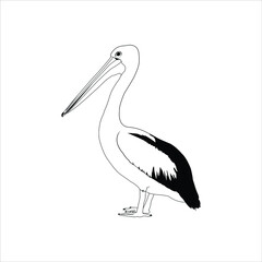 Birds collection Australian pelican bird isolated vector image Pelican Black and white vector