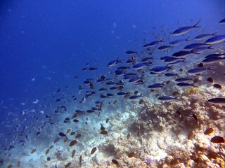 Fototapeta na wymiar large school of fish of the red sea