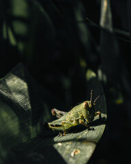grasshopper on a leaf
