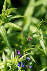 ein insekt fliegt auf eine blaue blüte zu auf immergrün