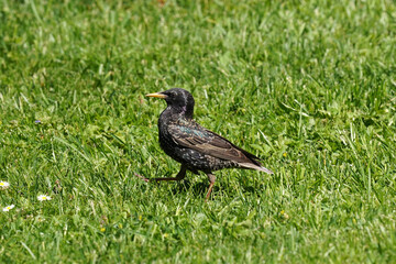 Ein Star stolziert über den Rasen