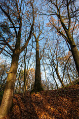 changes in nature during the autumn season