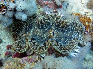 Giant clam of red sea