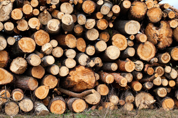 hardwood logging for industrial processing and production