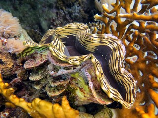 Giant clam of red sea