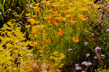 flowers in the garden