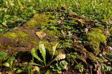 foliage of trees in the park in the autumn season