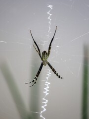 spider on web