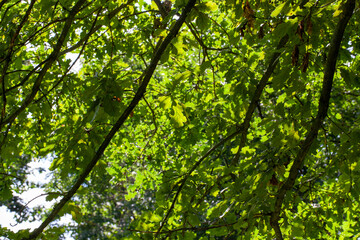 Fototapeta na wymiar deciduous trees growing in the park in the summer
