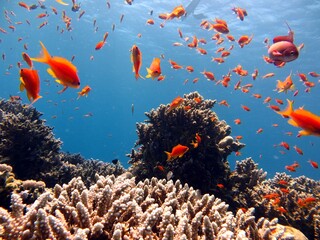 fish and coral reef of Blue Hole dive spot in Dahab, red sea, Egypt