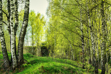 Plakat Birches with young leaves lit by sunlight in spring or summer.