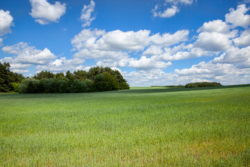 green cereal field with wheat in summer