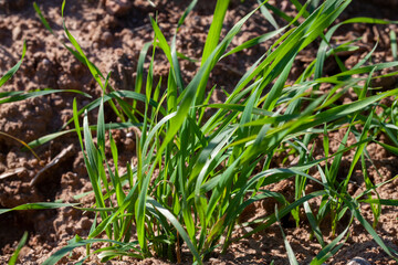 young wheat growing on the territory of an agricultural field
