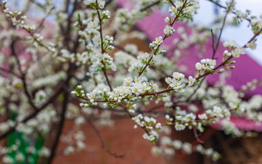 Plum blossoms after the rain close-up on the background of the house in spring