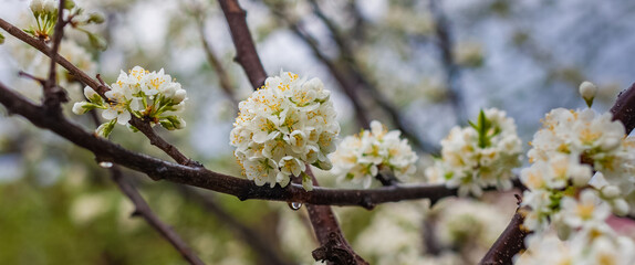 Plum blossoms after rain close-up against the sky in spring
