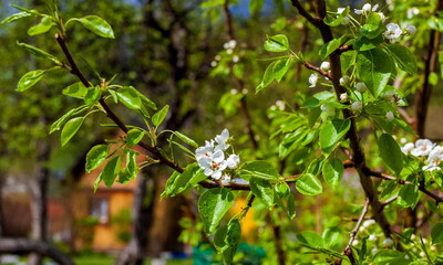 Pear flowers after rain close-up on the background of greenery in spring