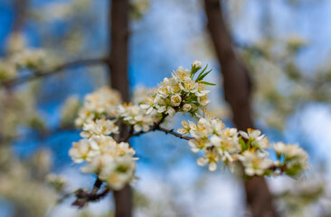 Plum blossoms close-up against the sky in spring