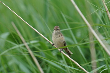 oriental reed warbler in a field