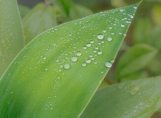 Water droplets on an agave leaf
