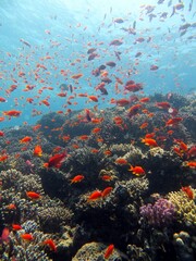 Fototapeta na wymiar fish and coral reef of Blue Hole dive spot in Dahab, red sea, Egypt