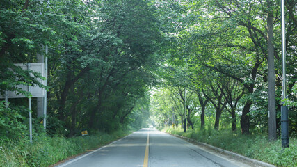 Fototapeta premium 담양 메타세콰이어 길