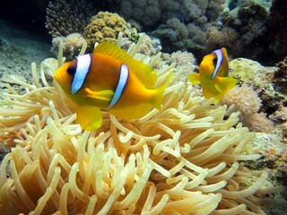 Fototapeta na wymiar Clownfish of the red sea