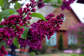 May - the time of admiring lilacs: lilac branches against the background of a village house, close-up, a place for dough