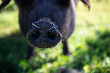 Cerdo ibérico