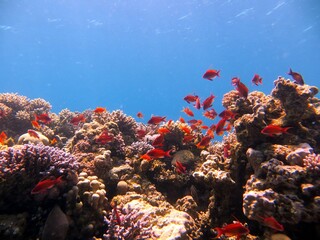 Plakat fish and coral reef of Blue Hole dive spot in Dahab, red sea, Egypt