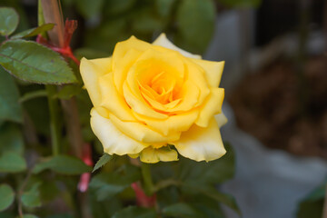 yellow roses in the garden