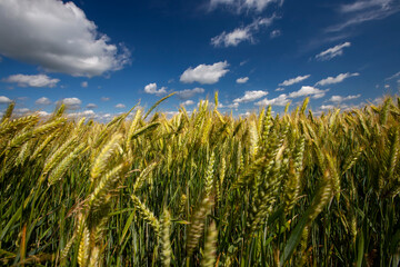 an agricultural field where cereal wheat is grown
