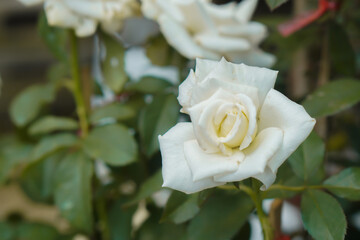 white roses in the garden