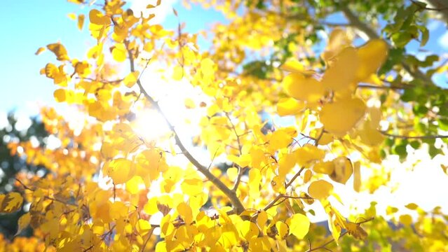 Yellow Aspen Leaves and Tree Branch on a SUnny Autumn Day With Sun in Backlight. Dream Scenery, Pull Back Shot