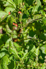 colorado beetles destroying the potato crop in the agricultural field
