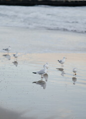 seagulls on the beach